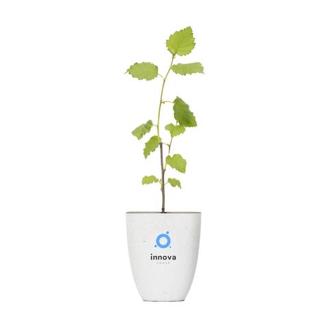 Treemore Arbres prêts-à-poster le Bouleau | Arbre-et-plante pas cher