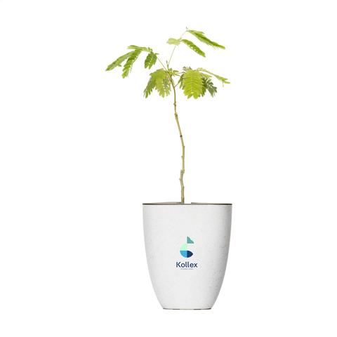 Treemore Arbres prêts-à-poster L'arbre à Soie de Perse | Arbre-et-plante pas cher