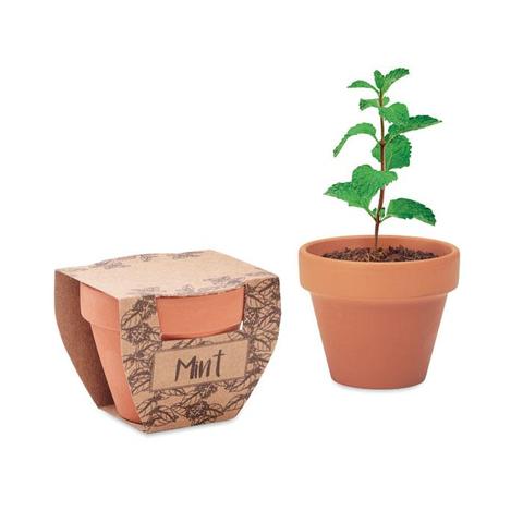 Pot avec graines de menthe - Mint pot | Arbre-et-plante pas cher