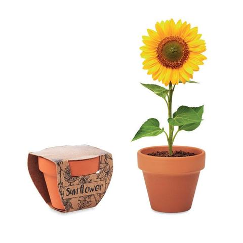 Pot graines de tournesol - Sunflower | Arbre-et-plante pas cher