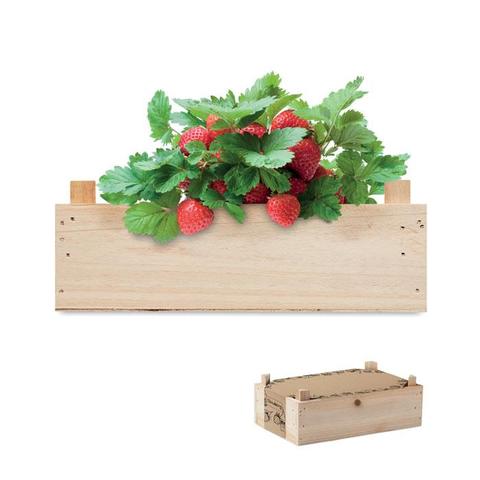 Graines de fraises dans une cai - Strawberry | Krokrodeal