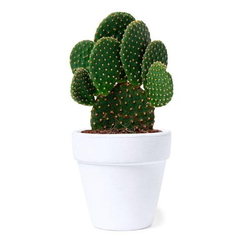 Pot de Fleurs Konte | Maison pas cher