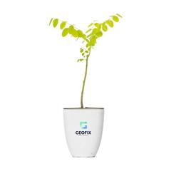 Treemore Arbres prêts-à-poster Arbre à miel publicitaire pas cher