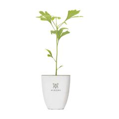 Treemore Arbres prêts-à-poster Arbre Noyer du Japon publicitaire pas cher