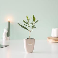 Vue Treemore Arbres prêts-à-poster L'olivier de couleur vert| Krokrodeal