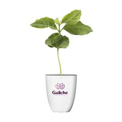 Vue Treemore Arbres prêts-à-poster Caféier d'Arabie de couleur marron| Krokrodeal