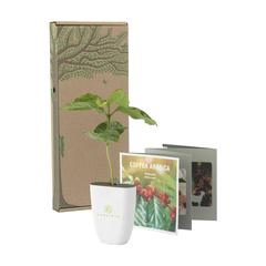 Vue Treemore Arbres prêts-à-poster Caféier d'Arabie de couleur marron| Krokrodeal