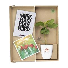 Vue Treemore Arbres prêts-à-poster Caféier d'Arabie de couleur marron| Krokrodeal