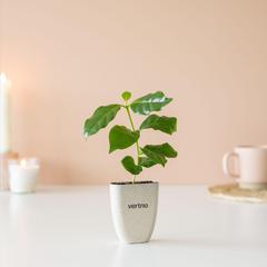 Vue Treemore Arbres prêts-à-poster Caféier d'Arabie de couleur marron| Krokrodeal