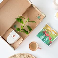 Vue Treemore Arbres prêts-à-poster Caféier d'Arabie de couleur marron| Krokrodeal