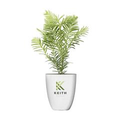 Treemore Arbres prêts-à-poster Séquoia côtier publicitaire pas cher