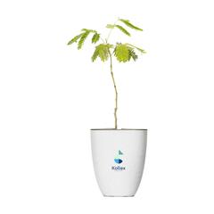 Treemore Arbres prêts-à-poster L'arbre à Soie de Perse publicitaire pas cher