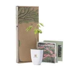 Vue Treemore Arbres prêts-à-poster L'arbre à Soie de Perse de couleur -| Krokrodeal