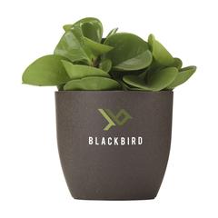 Vue Coffee Flowerpot pot de fleurs de couleur marron| Krokrodeal