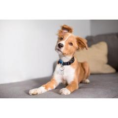 Vue générale Porte-clés en aluminium - Paw | Krokrodeal