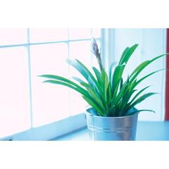Vue Petit jardinier - Gardenia de couleur marron| Krokrodeal