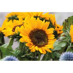 Vue Graines de tournesol - Girasol de couleur marron| Krokrodeal