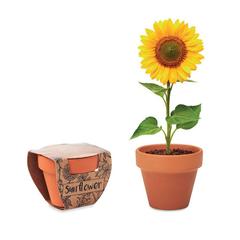 Vue Pot graines de tournesol - Sunflower de couleur marron| Krokrodeal