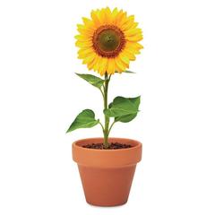 Vue Pot graines de tournesol - Sunflower de couleur marron| Krokrodeal