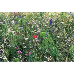 Vue Graines de mélange de fleurs - Seedlopebee de couleur marron| Krokrodeal