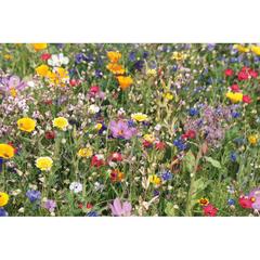 Vue Enveloppe graines fleurs sauvag - Seedlope de couleur marron| Krokrodeal
