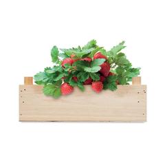 Vue Graines de fraises dans une cai - Strawberry de couleur marron| Krokrodeal