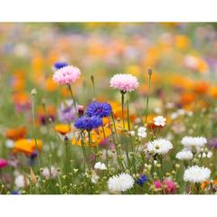 Vue Papier A4 graines de fleurs - Asidi de couleur blanc| Krokrodeal