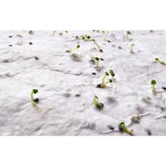 Vue Papier A4 graines de fleurs - Asidi de couleur blanc| Krokrodeal