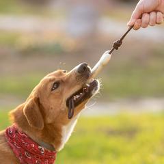 Vue Jouet pour d'Animaux de Compagnie Salmer de couleur -| Krokrodeal