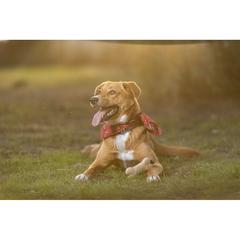 Vue Jouet pour d'Animaux de Compagnie Salmer de couleur -| Krokrodeal