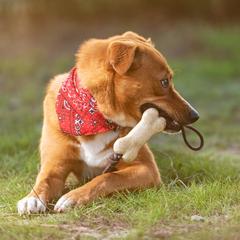 Vue générale Jouet pour d'Animaux de Compagnie Salmer | Krokrodeal