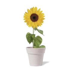 Vue générale Pot de Fleurs Tumil | Krokrodeal