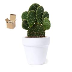 Vue générale Pot de Fleurs Konte | Krokrodeal