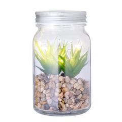 Vue générale Plante Décorative Kyala | Krokrodeal