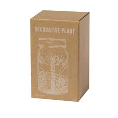 Vue générale Plante Décorative Kyala | Krokrodeal