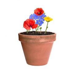Vue générale Bonbon Graines Mussox | Krokrodeal
