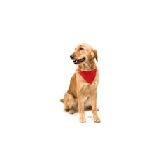 Vue générale Collier Bandana Roco | Krokrodeal