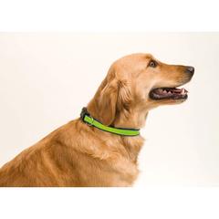Vue générale Collier Muttley | Krokrodeal