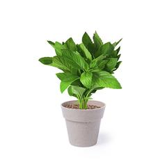 Vue générale Set Pot de Fleurs Nertel | Krokrodeal
