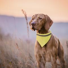 Vue générale Collier Bandana Bipols | Krokrodeal
