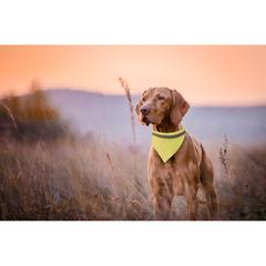 Vue générale Collier Bandana Bipols | Krokrodeal
