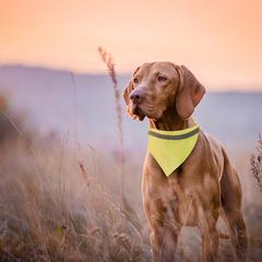 Vue générale Collier Bandana Bipols | Krokrodeal
