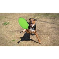Vue générale Frisbee Watson | Krokrodeal